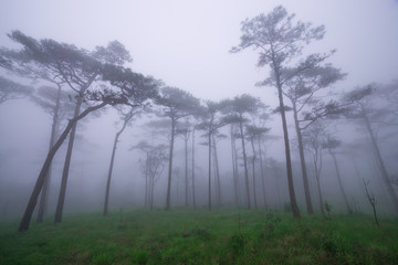 Fototapeta na wymiar Pine forest with mist and wildflowers field