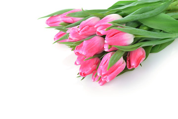 pink tulips
