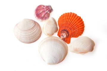 sea shells