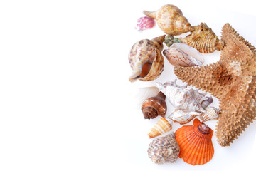 sea shells