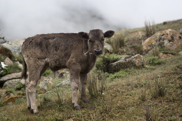 Fototapeta premium One calf in the pasture