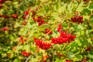 Red  berries from close in sunlight