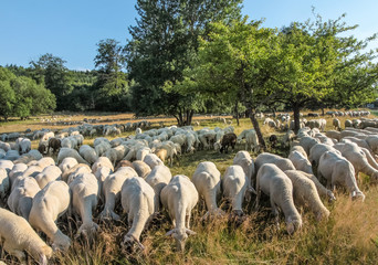 Fototapeta premium Schafherde im Taunus