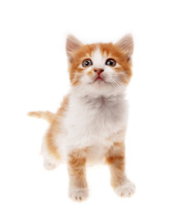 A little orange  kitten on a white background