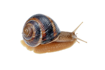 big snail on the white background