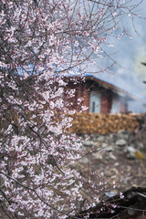 Peach blossom
