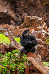 Gorilla monkey in park at Tenerife Canary