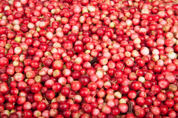 scattering of forest berries a cowberry