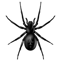 Spinne von oben, schwarz, Vektor, freigestellt