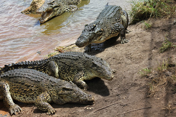 Crocodiles in the lagoon, Cuba