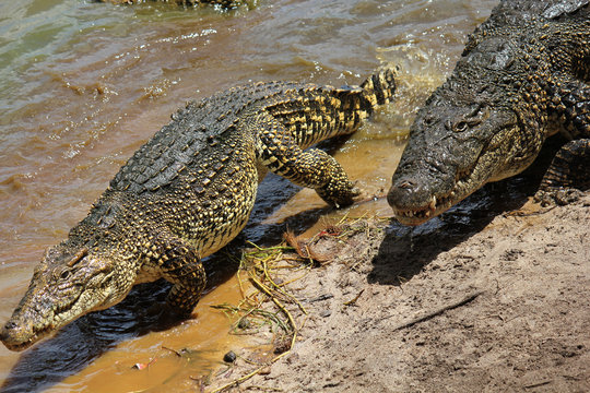 Crocodiles. Image taken in a natural park in Cuba