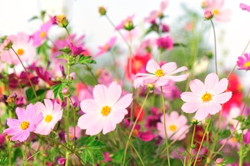 Obraz premium Beautiful cosmos flowers blooming in tibet 