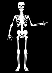 Menschliches Skelett, zeigend, stehend, weiß auf schwarz