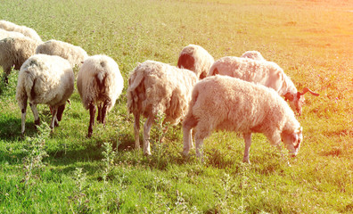 Sheep in mountain meadow    