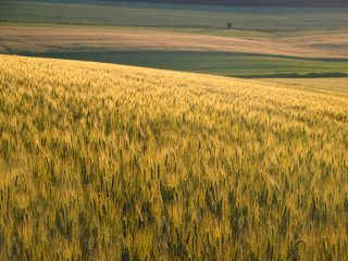 Obraz premium green wheat field