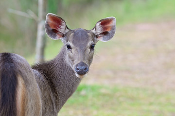 deer on nature background , thailand
