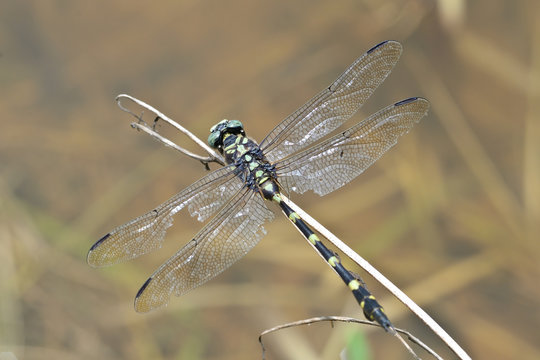 green black dragonfly on dry grass