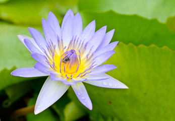purple lotus with bee on nature background