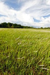 Obraz premium field of cogon grass with beautiful cloud