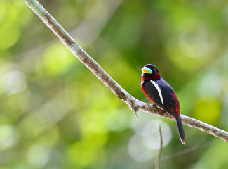 Colorful of black and red bird