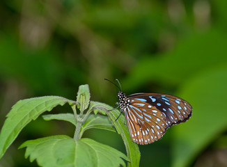 Blue Glassy Tiger close  up