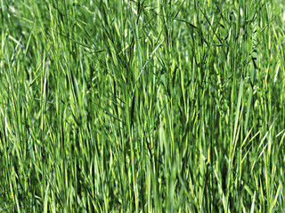 young green grass as a background