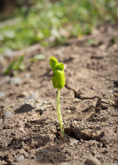 Young tree growing from seed.