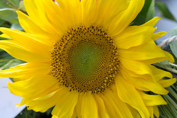 Beautiful sunflower