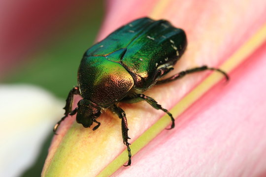 Green beetle on flower.