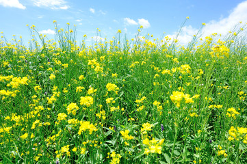 cole flower and blue sky 