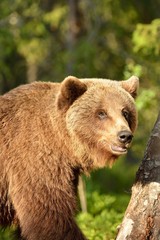 Brown bear in the forest