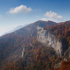 Autumn beautiful forest