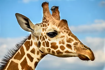Papier Peint photo autocollant Girafe Girafe