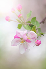 branch of blooming apple trees