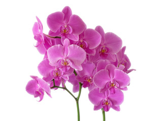 Fototapeta na wymiar Orchid flowers.