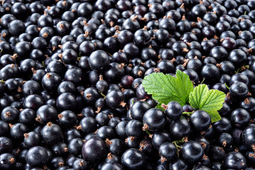Heap of black currant. Textured background