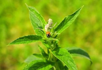 Ladybug on green mint leaves