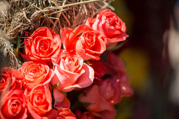 Beauty of roses