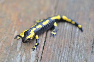 Salamander