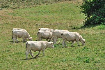 Obraz na płótnie Canvas Cows in meadows