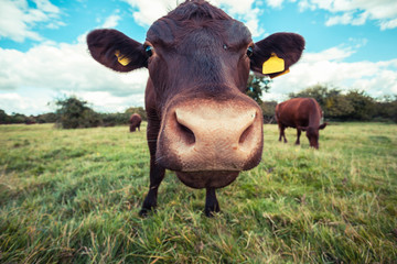 Gros plan d& 39 une vache debout dans un champ