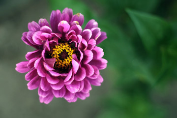 zinnia