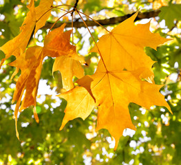 The bright colors of autumn trees.