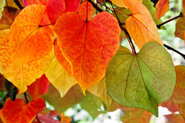 The bright colors of autumn trees.