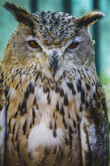 beautiful owl with intense eyes and beautiful plumage
