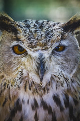 beautiful owl with intense eyes and beautiful plumage