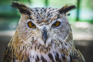 beautiful owl with intense eyes and beautiful plumage