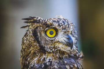 raptor, beautiful owl with intense eyes and beautiful plumage