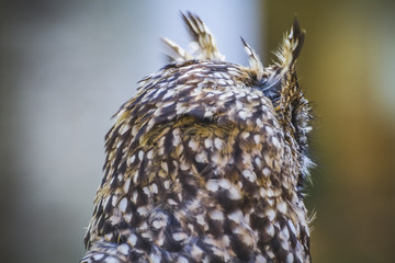 back, beautiful owl with intense eyes and beautiful plumage