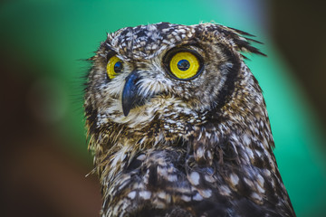watching, beautiful owl with intense eyes and beautiful plumage